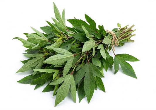 Fresh Gongura / Rosalle / Sorrel Leaves ~200g