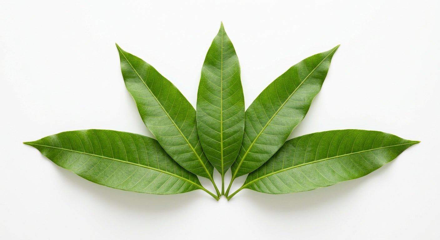Fresh Mango Leaves - 5 Pieces
